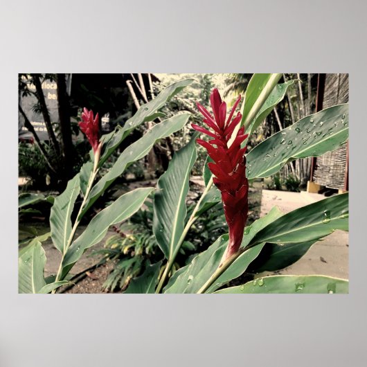 Alpínia purpurata poster (Voorkant)