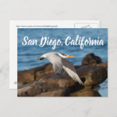 Als de Tern vliegt San Diego, Californië Briefkaart (Voorkant / Achterkant)