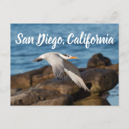 Als de Tern vliegt San Diego, Californië Briefkaart