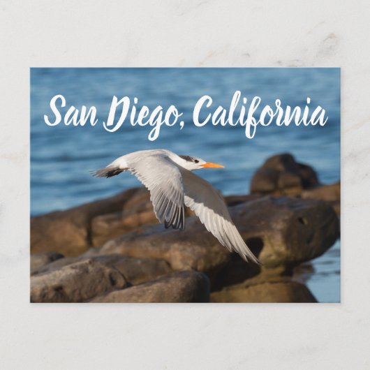 Als de Tern vliegt San Diego, Californië Briefkaart (Voorkant)