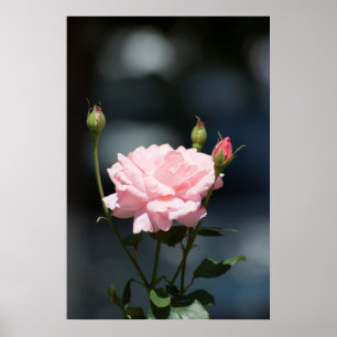 Als een roos poster