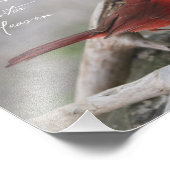 Als er een kardinaal in je tuin verschijnt.. foto afdruk (Hoek)