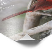 Als er een kardinaal in je tuin verschijnt.. foto afdruk (Hoek)