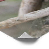 Als er een kardinaal in je tuin verschijnt... poster (Hoek)