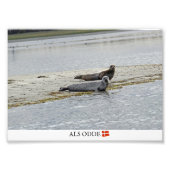 Als Odde/Denmark Seals Fotoprint! Foto Afdruk (Voorkant)