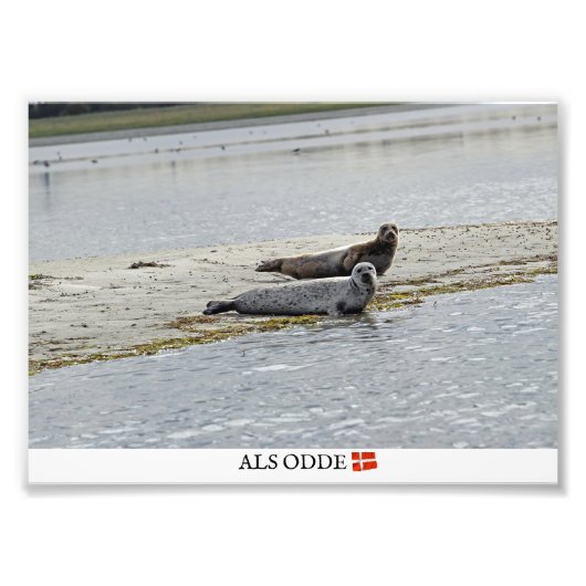 Als Odde/Denmark Seals Fotoprint! Foto Afdruk (Voorkant)