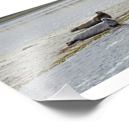 Als Odde/Denmark Seals Fotoprint! Foto Afdruk (Hoek)