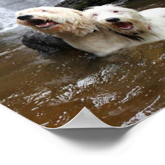 Als Oude Engelse Sheepdogs gaan zwemmen! Poster (Hoek)