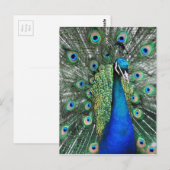 Als Proud als Peacock Briefkaart (Voorkant / Achterkant)