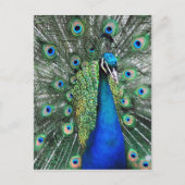 Als Proud als Peacock Briefkaart (Voorkant)