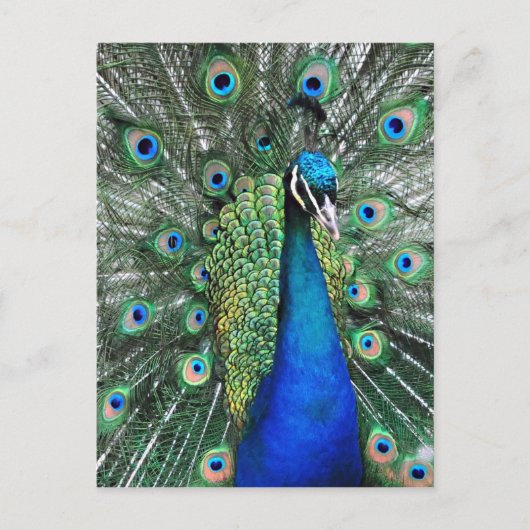 Als Proud als Peacock Briefkaart (Voorkant)