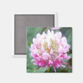 Alsike Clover Blossom 1 magneet (Voorkant / Achterkant)