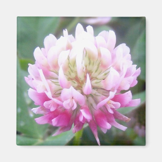 Alsike Clover Blossom 1 magneet (Voorkant)