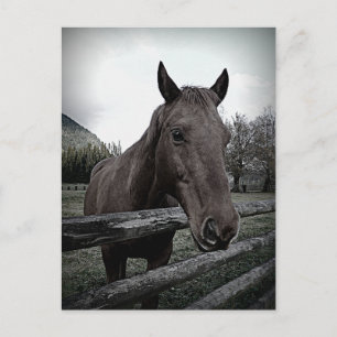 Alsjeblieft. Gentle Horse Briefkaart