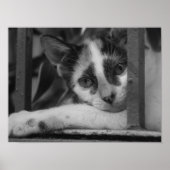 Alsjeblieft Kitty Poster (Voorkant)