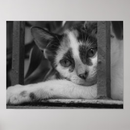 Alsjeblieft Kitty Poster