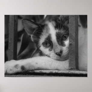 Alsjeblieft Kitty Poster