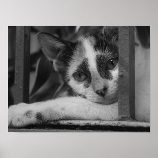 Alsjeblieft Kitty Poster (Voorkant)