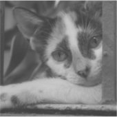 Alsjeblieft Kitty Sticker (Voorkant)