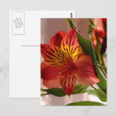 Alstroemeria Autumn Briefkaart (Voorkant / Achterkant)