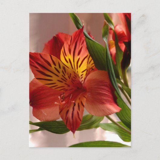 Alstroemeria Autumn Briefkaart (Voorkant)