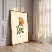 Alstroemeria Botanisch Canvas Muur Kunst Poster