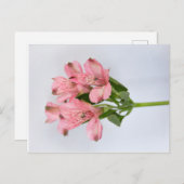 Alstroemeria Flowers Briefkaart (Voorkant / Achterkant)