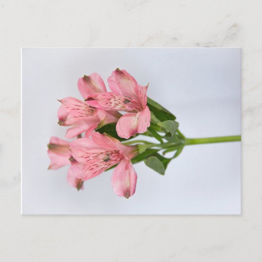Alstroemeria Flowers Briefkaart (Voorkant)
