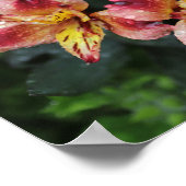 Alstroemeria Flowers Poster (Hoek)
