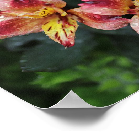 Alstroemeria Flowers Poster (Hoek)