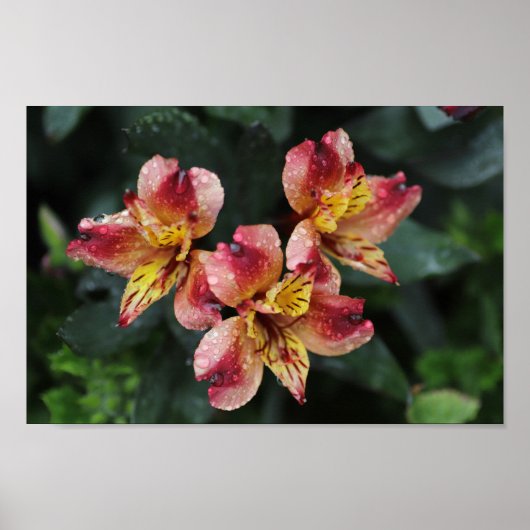 Alstroemeria Flowers Poster (Voorkant)