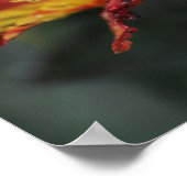 Alstroemeria Flowers Poster (Hoek)