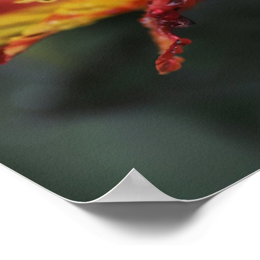 Alstroemeria Flowers Poster (Hoek)