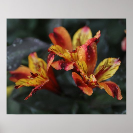 Alstroemeria Flowers Poster (Voorkant)