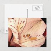 Alstroemeria in bloom briefkaart (Voorkant / Achterkant)