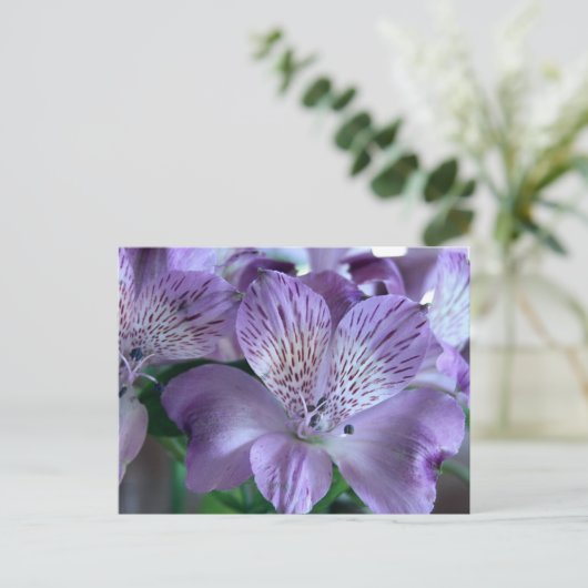 Alstroemeria Lily Briefkaart (Staand voorkant)