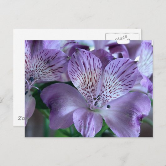 Alstroemeria Lily Briefkaart (Voorkant / Achterkant)