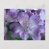 Alstroemeria Lily Briefkaart (Voorkant)