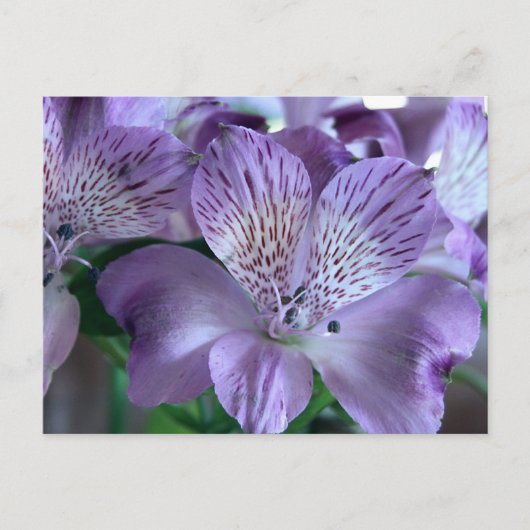Alstroemeria Lily Briefkaart (Voorkant)