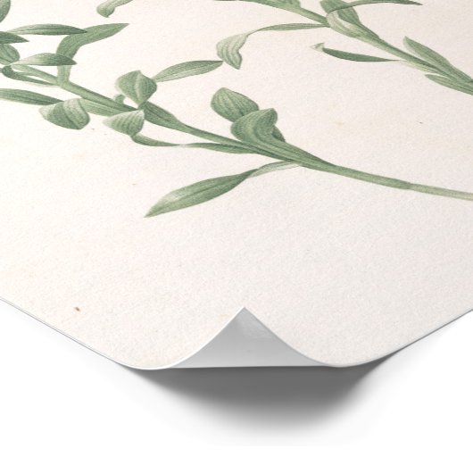 Alstroemeria Pelegrina Poster (Hoek)