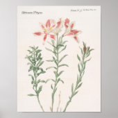 Alstroemeria Pelegrina Poster (Voorkant)