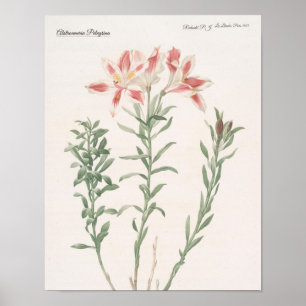 Alstroemeria Pelegrina Poster