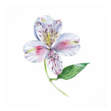 Alstroemeria Peruaanse lelie Botanische aquarel