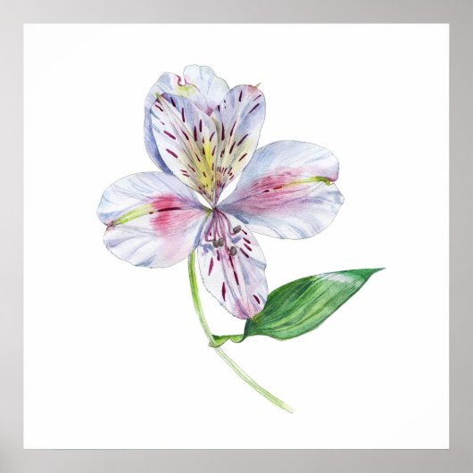 Alstroemeria Peruvian Lily Botanical Watercolor Poster (Voorkant)