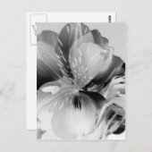 Alstroemeria Peruvian Lily Flower in Black & White Briefkaart (Voorkant / Achterkant)
