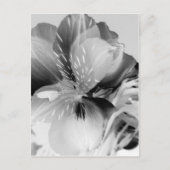 Alstroemeria Peruvian Lily Flower in Black & White Briefkaart (Voorkant)