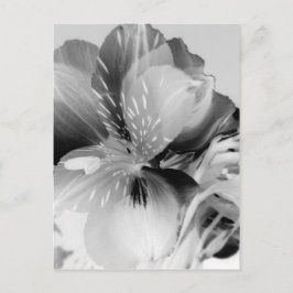 Alstroemeria Peruvian Lily Flower in Black & White Briefkaart