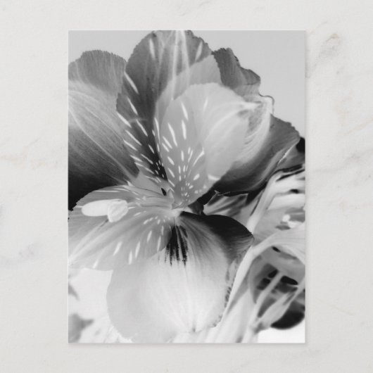 Alstroemeria Peruvian Lily Flower in Black & White Briefkaart (Voorkant)