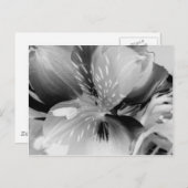 Alstroemeria Peruvian Lily Flower in Black & White Briefkaart (Voorkant / Achterkant)