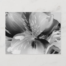 Alstroemeria Peruvian Lily Flower in Black & White Briefkaart